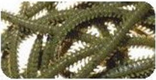 Softbait Marukyu Power Isome Ragworm size S Col. 9596 Softbait Marukyu Power Isome Ragworm size S Col. 9596