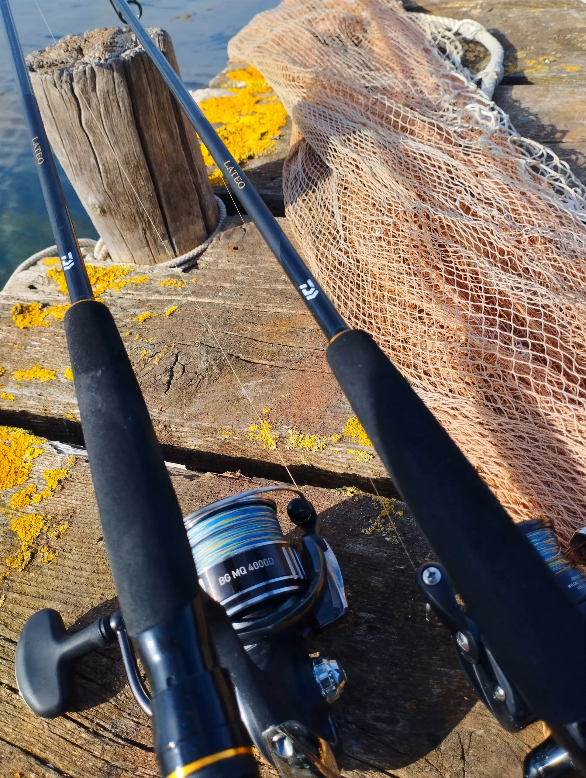 Canna Daiwa Lateo
