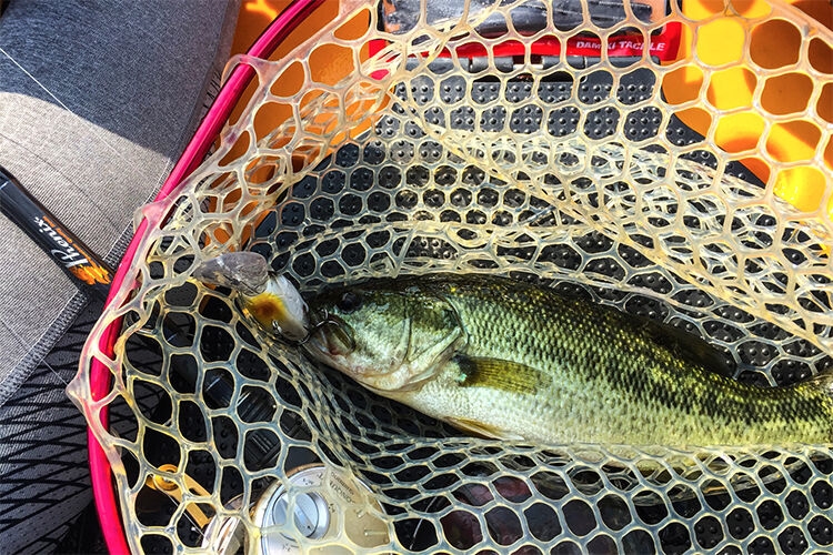 Crankbait Damiki DC-100 F