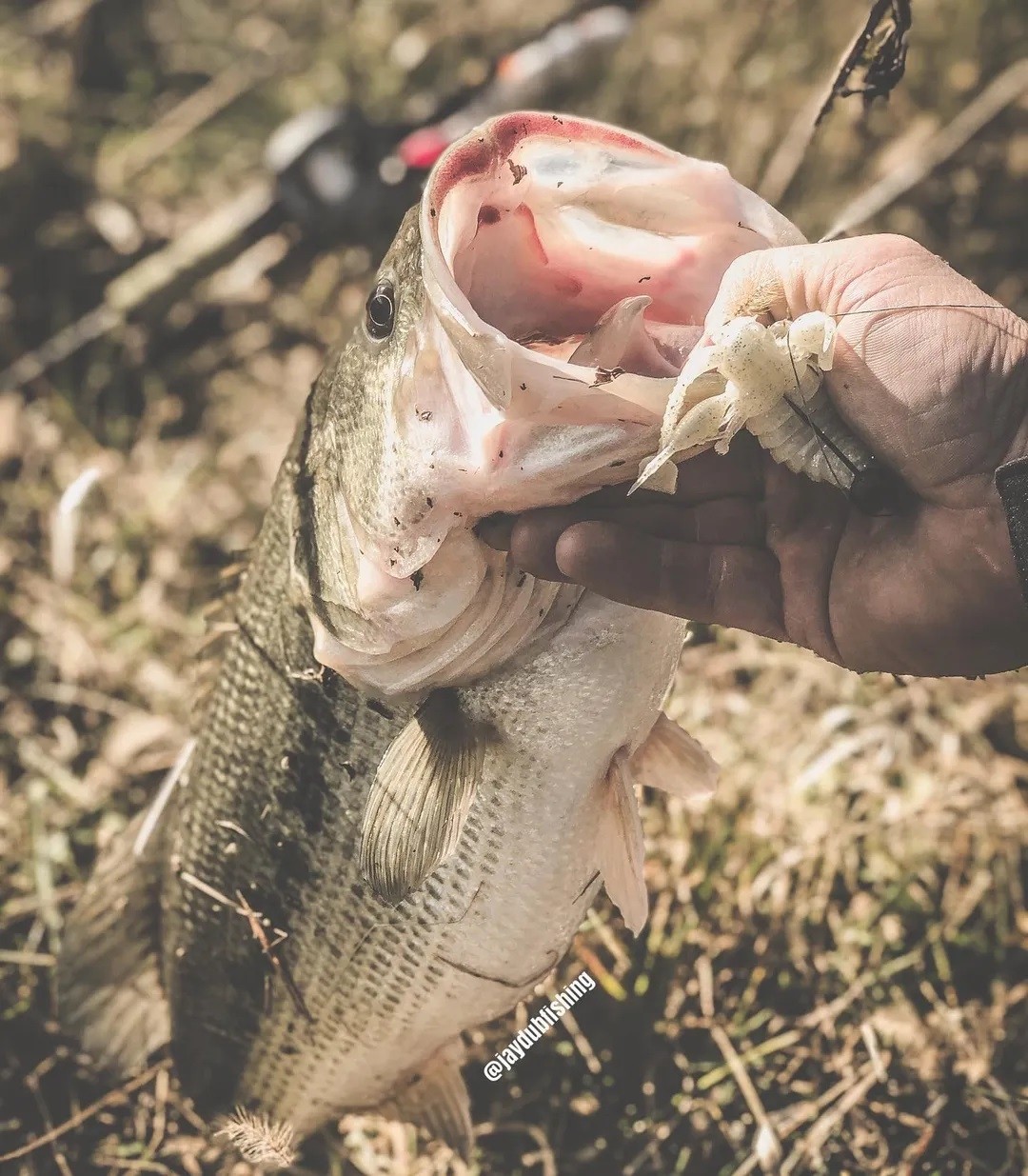 Gambero Westin CreCraw Creaturebait 8,5cm