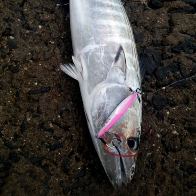 Metal Jig Damiki Balhae 14.0 Gr
