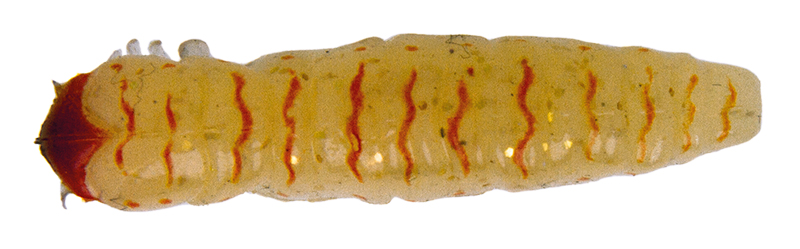 Caimano worm 1,5"  10 pcs col. 160 Cream Larva