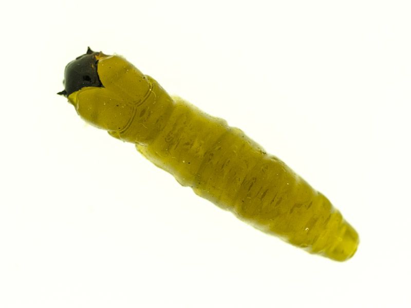 Caimano worm 1,5"  10 pcs col brown carne