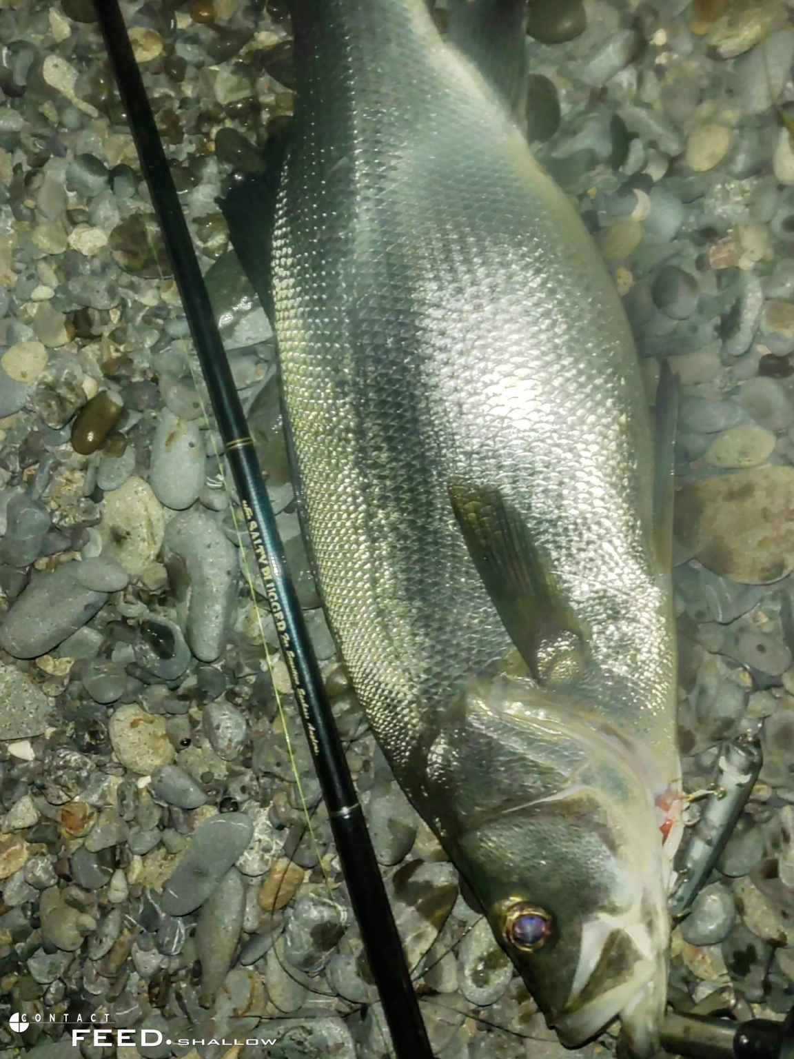 Minnow Tackle House Contact Feed Shallow 105