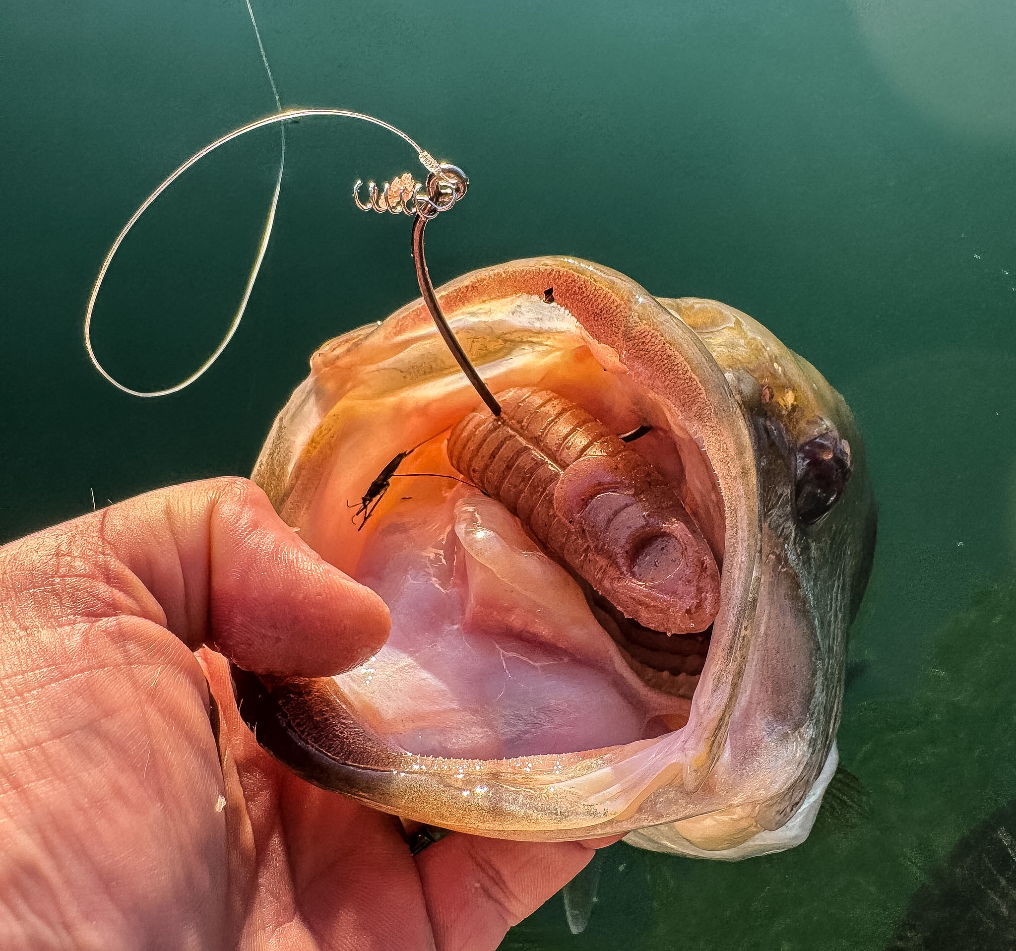 Soft Minnow Veeu Real Verk