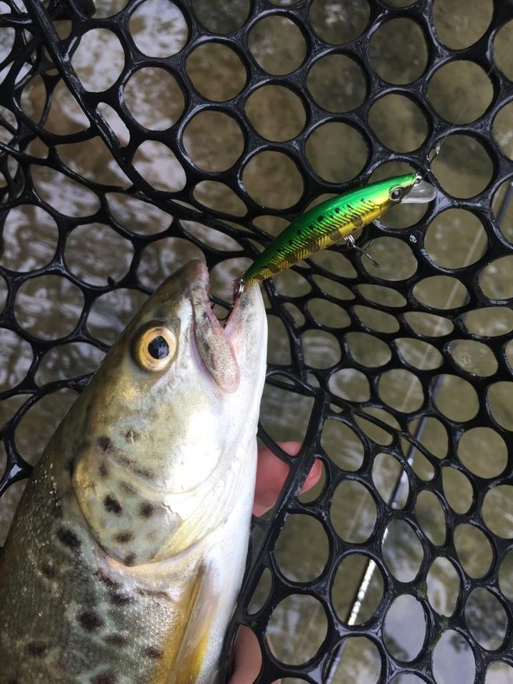 Jerkbait Shimano Cardiff Folletta 50SS 50mm 3.3g