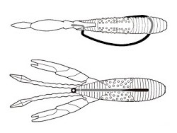 Softbait Gan Craft Bomb Slide