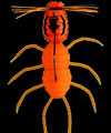 Artificiale Imakatsu Fujin Spider