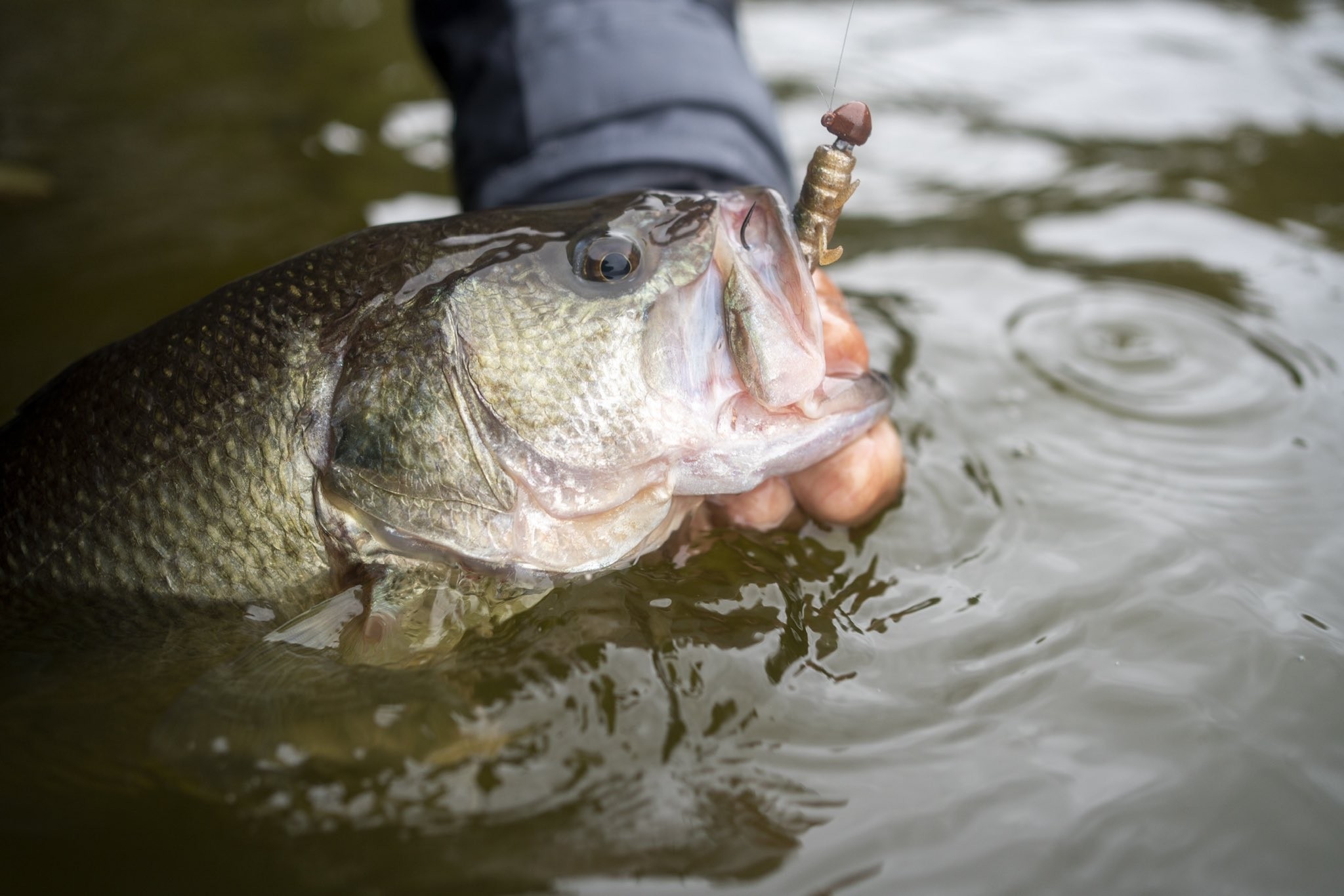 Gambero Berkley Powerbait The Champ Craw 3.5”